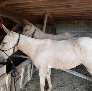 Meet your Posher, Richard